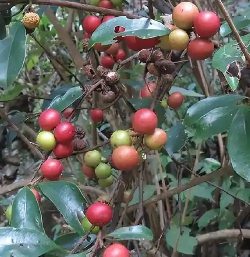 农村这种野果,80后都吃过,曾经满山遍野吃不完,如今却销声匿迹_藤果