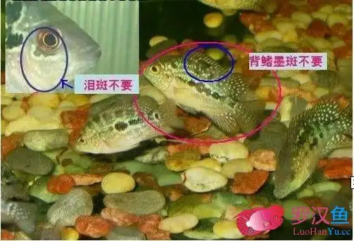 实物图教你怎么选罗汉鱼苗