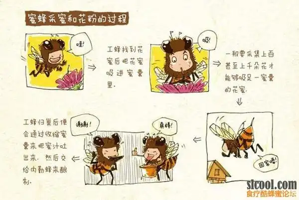 小蜜蜂的一生和蜂蜜的酿造