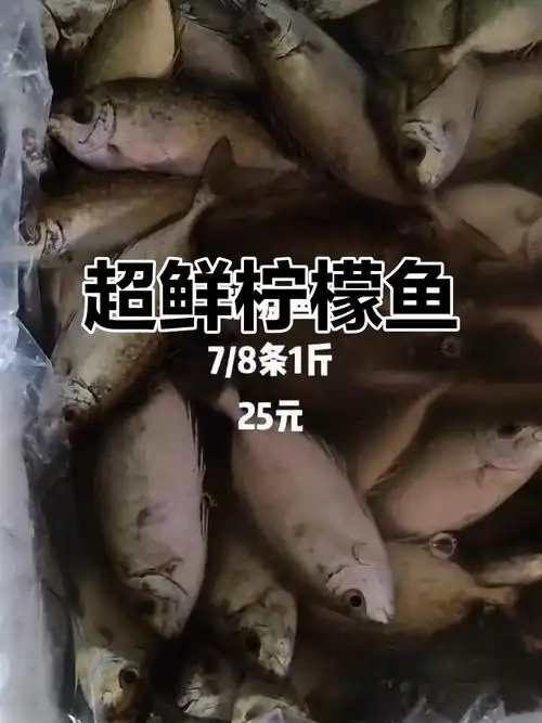 新鲜柠檬鱼,超值一斤只需20元!