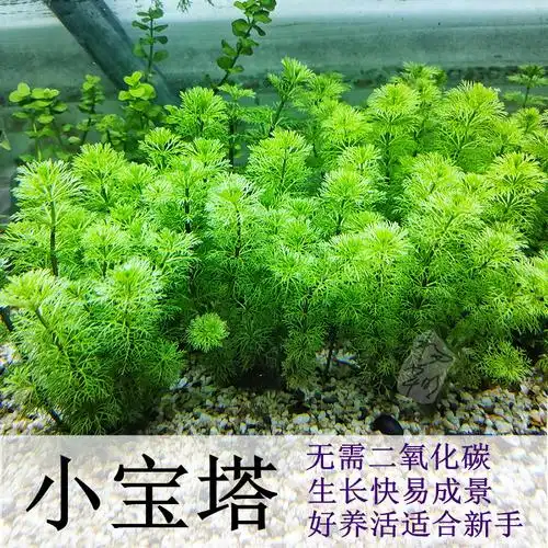 小宝塔大宝塔水草阴性无需二氧化碳新手鱼缸草缸造景增氧生长快