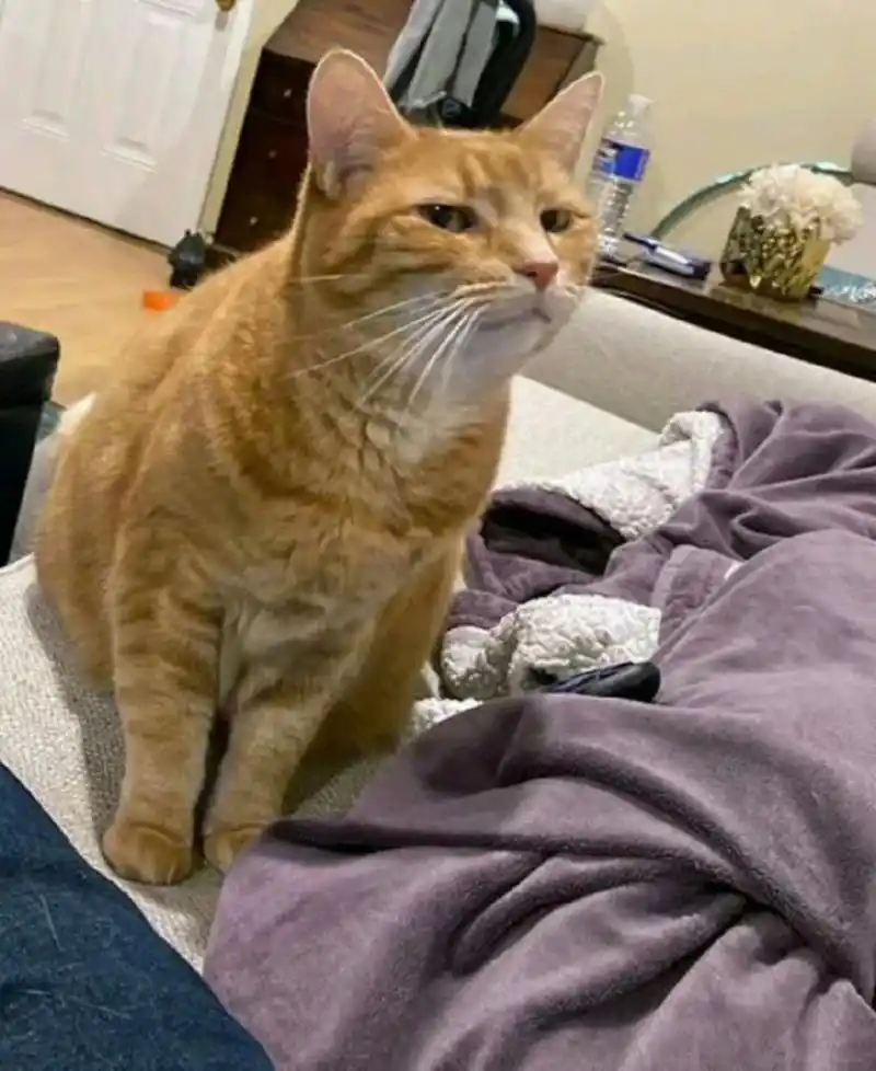 当你的伴侣第一次来家里时,你的猫的表情如图所示,请尝试分析它的心理