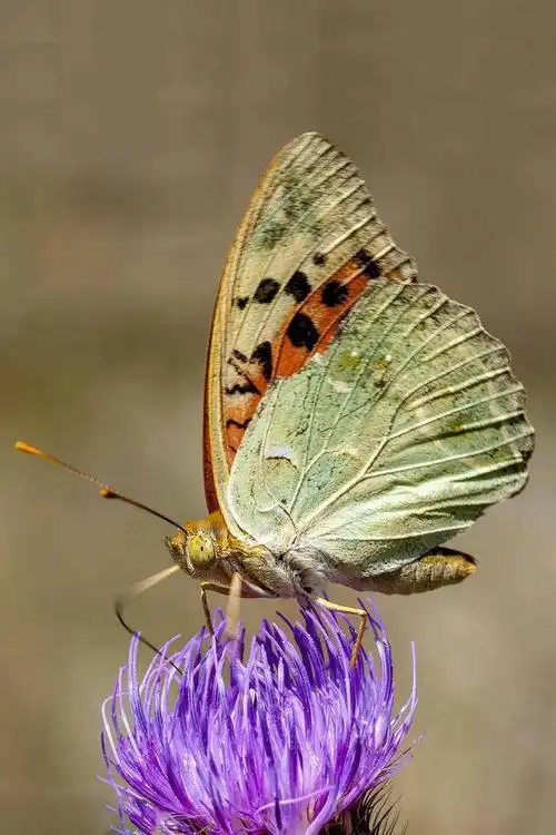 鳞翅目·巢蛾总科:菜蛾