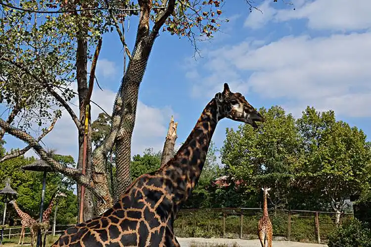 上海野生动物园_高清图片_全景视觉