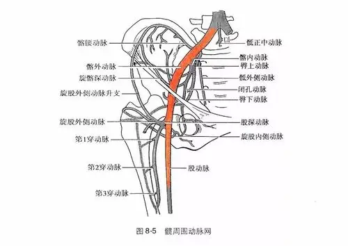 动脉采血:你真的会定位吗?