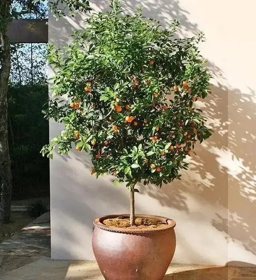 过年"大吉大利,开门见桔",入手金桔盆栽,金玉满堂喜迎新春!
