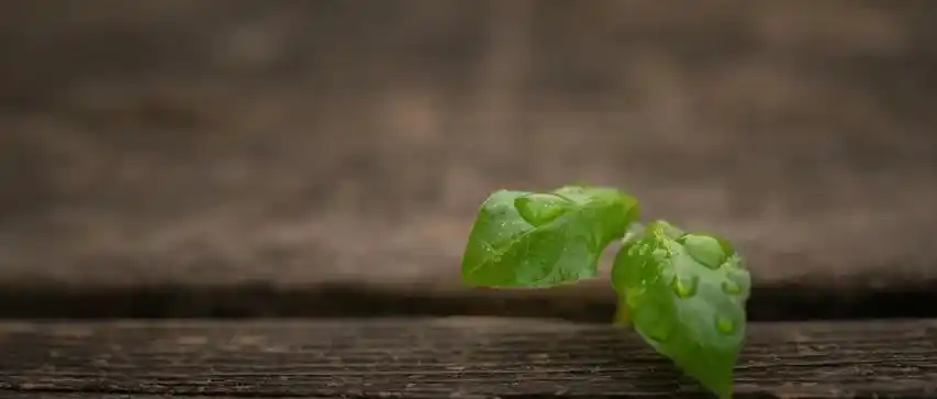 廿四节气 | 雨水生木,生生之机,宜养护而不宜摧折