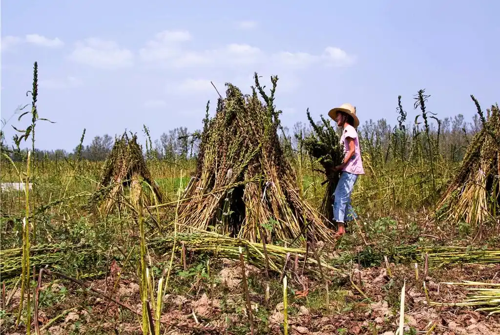 11岁柔弱女孩大山里独自收芝麻,弟弟骨折后,她艰辛撑起家