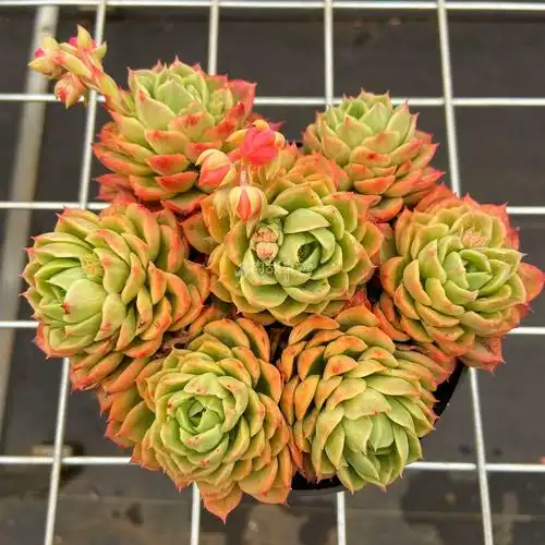 满额包邮多故事酸橙辣椒群生四季好养果冻盆栽多肉植物