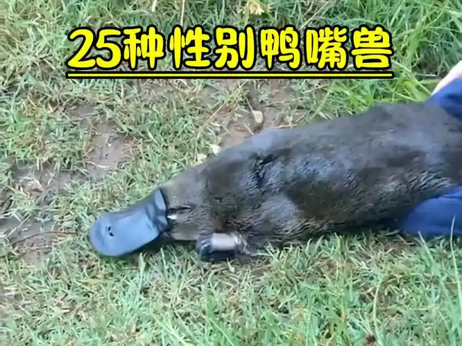 最神奇的生物鸭嘴兽