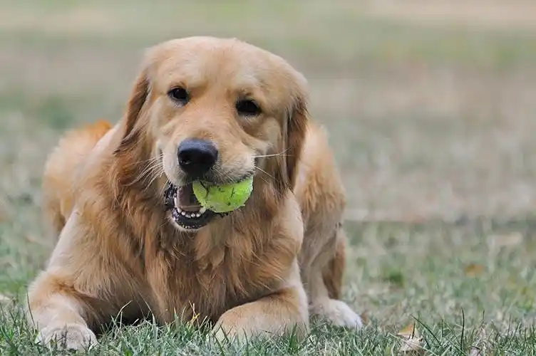 【有图】一组狗狗玩耍图-蜂鸟网