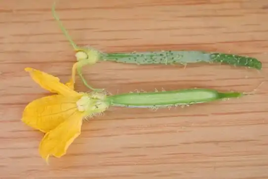 第一次看小黄瓜开花结果