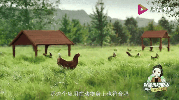 神奇!英国母鸡看图下蛋,一个接一个农场主乐开了花!