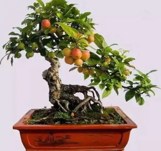 西府海棠养成盆景,春天满树繁花,秋天挂满喜庆"小红果"