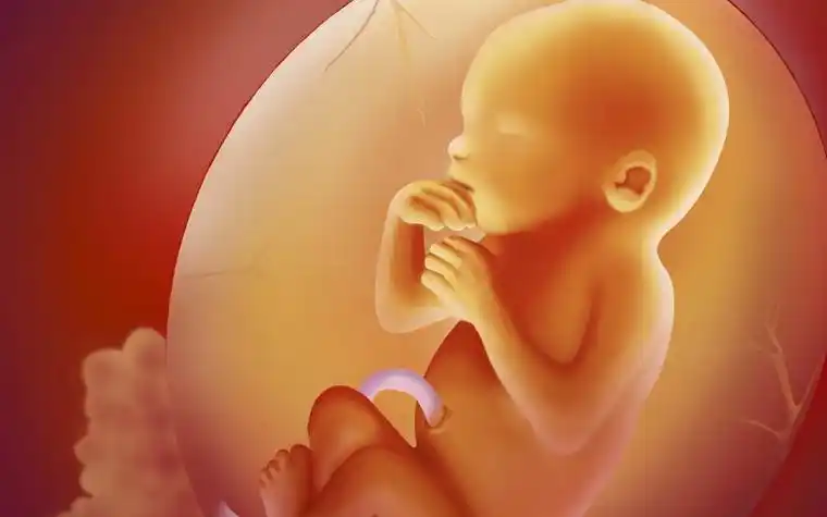 在怀孕3个月之后开始发育的,这种情况下可以用超声波来判断胎儿的性别