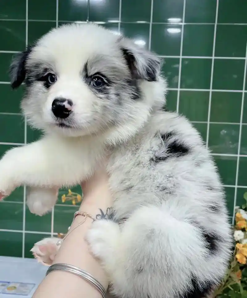 陨石边牧蹲新家!11566515660156601566.急!急!