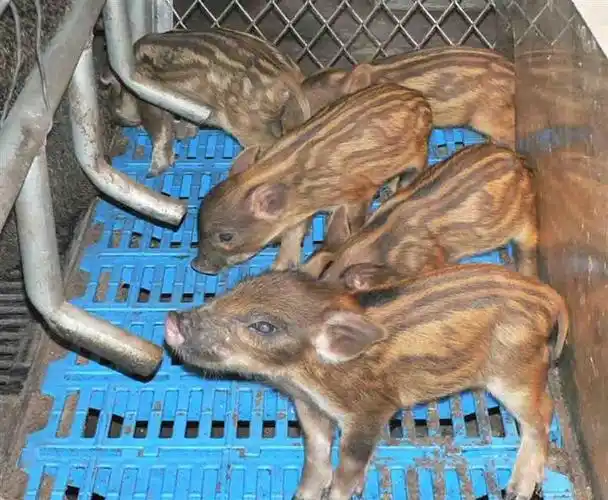 一天,饲养员打电话告诉他母野猪即将临产,惊喜若狂的吴庆五骑着摩托车