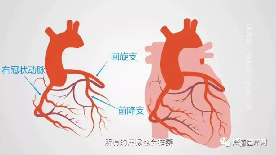 "如果把心脏比作一片水田,那么前降支,回旋支以及右冠就像灌溉水田的