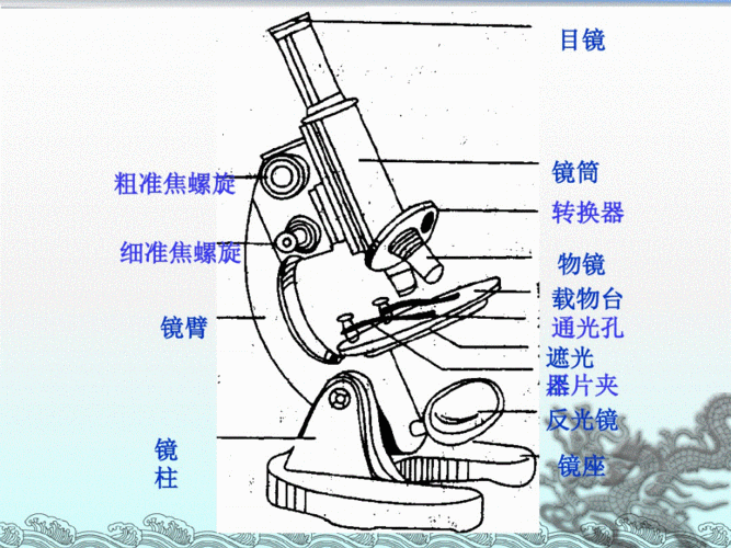 显微镜的使用(低倍镜,高倍镜)课件.pdf 20页