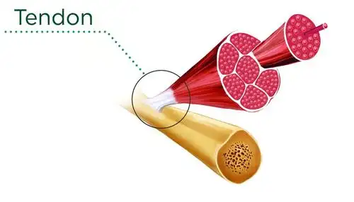 如何加强你的肌腱,为运动提供更好的运动表现_手机搜狐网