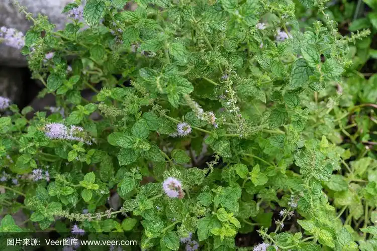 草莓薄荷花园薄荷规格草莓