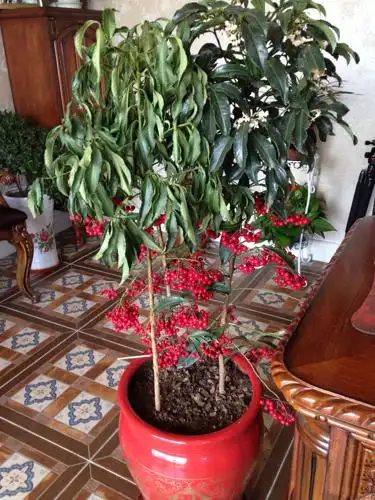 腰缠万贯花的养殖问题,一盆花里面有三颗,可是又一颗一直很不好,不