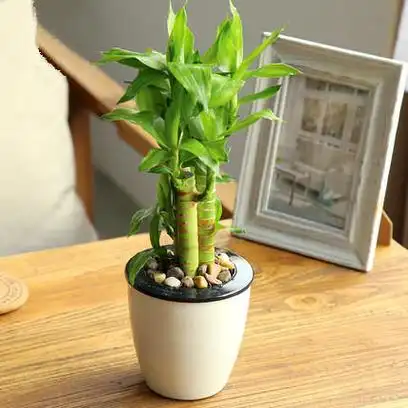 这也是一个名字非常讨喜的盆栽,富贵竹它具有细长潇洒的叶子,翠绿的叶