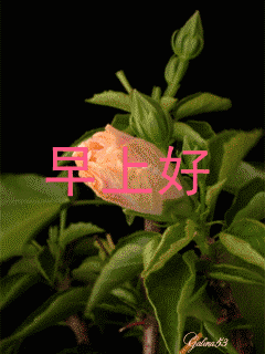 早上好的问候表情图片闪图动态早上好问候的话