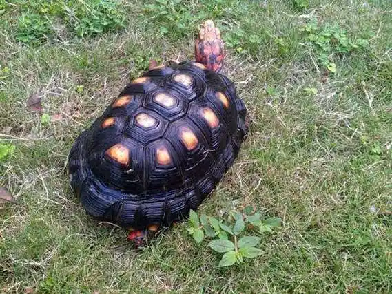 红腿陆龟有两个亚种,即哥伦比亚红腿(俗称老版红腿)以及加勒比海岛屿