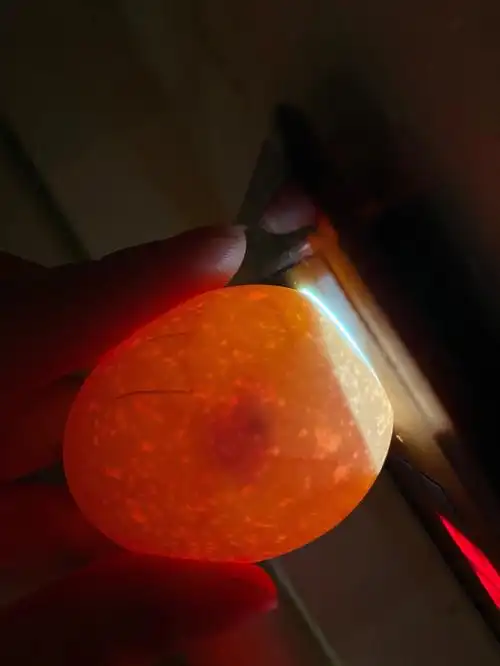 第六天照蛋21剩7