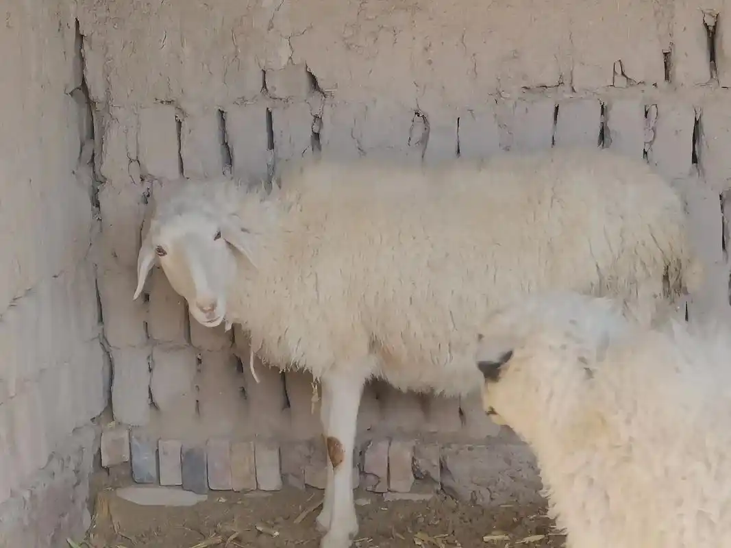 谁懂,白天在院子里晒太阳看见两只羊打架07#动物战力大比拼  - 抖音