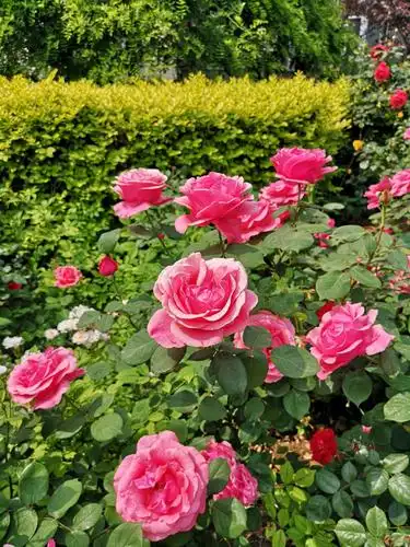 小区的月季花好漂亮