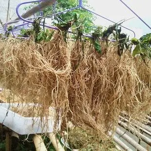 野生娃儿藤 老公须 白龙须 七层楼根 白条根 解胃毒 新鲜干品