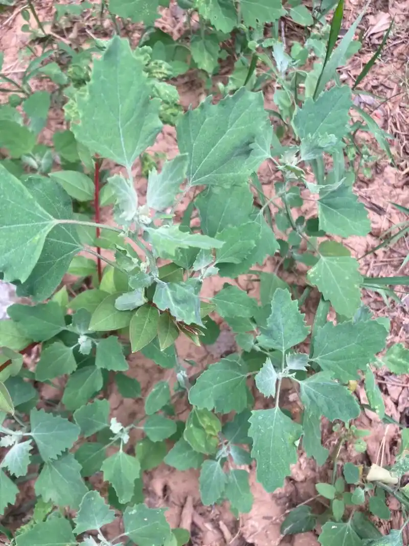 灰灰菜,可以吃的野菜. - 抖音