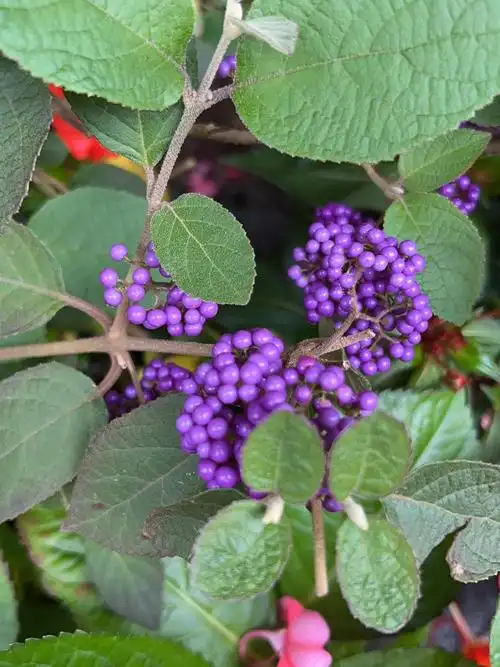一日看三回都不够的紫珠,美的不可方物