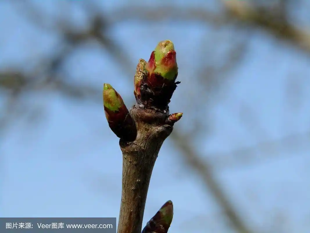 樱桃树芽