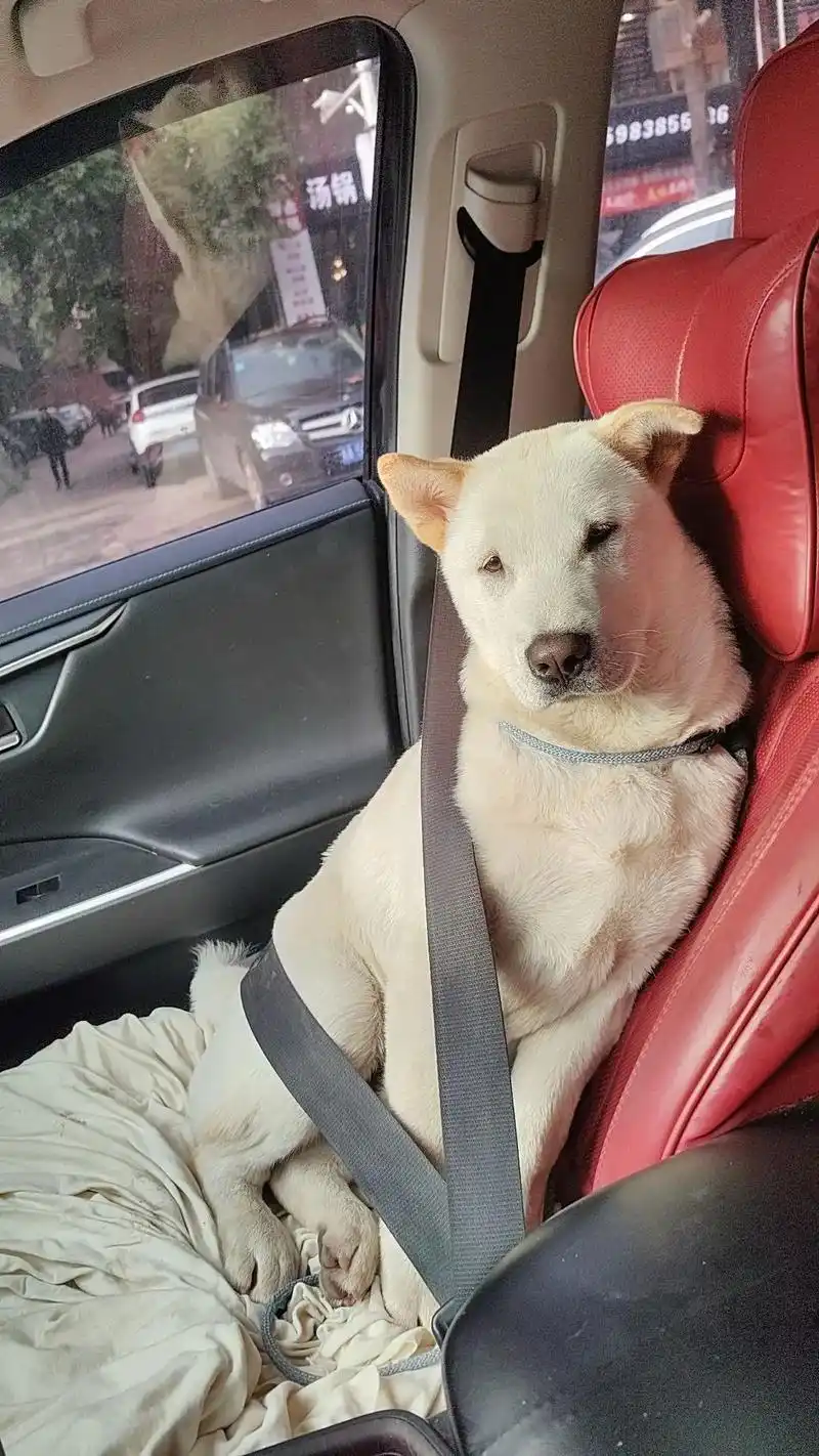 会坐车的狗狗