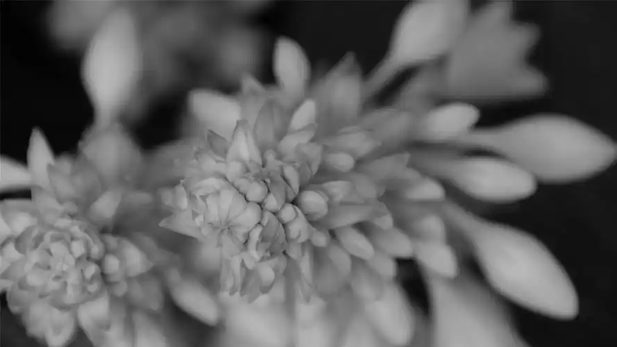 创意黑白花卉摄影高清桌面壁纸