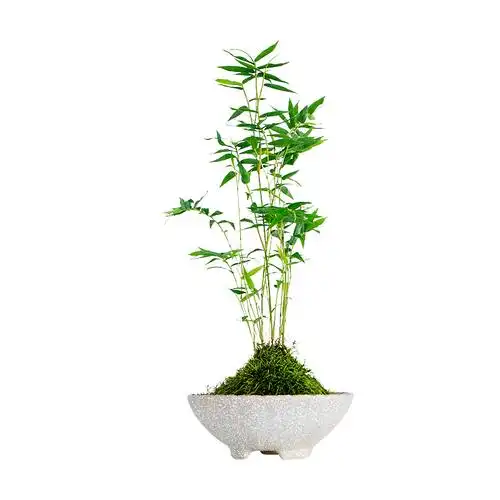 植物米竹盆栽凤尾小型室内客厅净化空气四季常青绿植