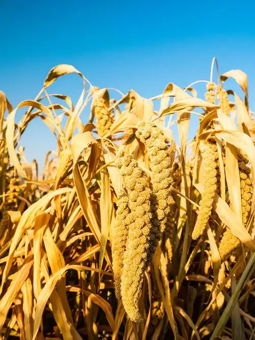 和硕谷子丰收了