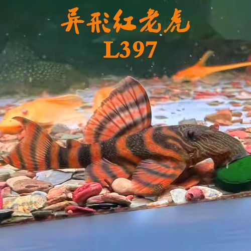 l397异型鱼观赏热带鱼底栖工具鱼中大型淡水异形活体 l397红老虎1只 3