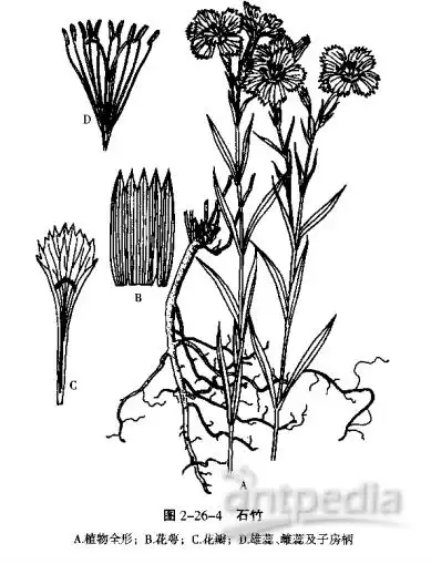 被子植物ii石竹亚纲石竹科鉴定
