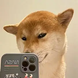 求小狗自拍的头像