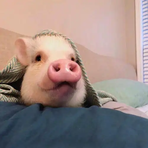 小猪猪这么可爱 速来一波头像 请查收哦_高清图集_新浪网