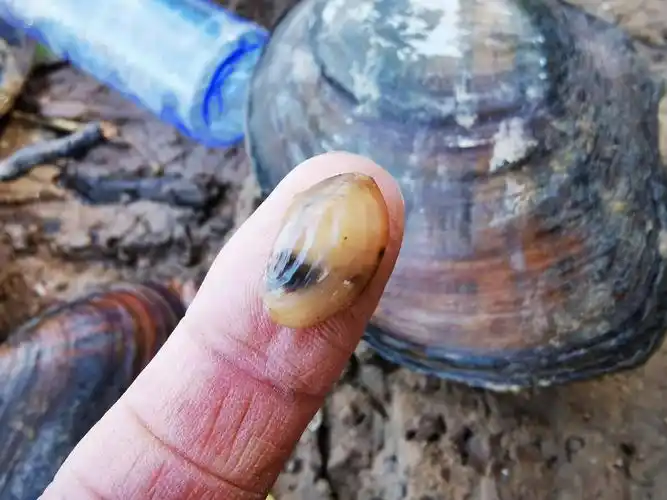 河南郑州荥阳青台遗址考古发掘坑唐岗水库河蚌