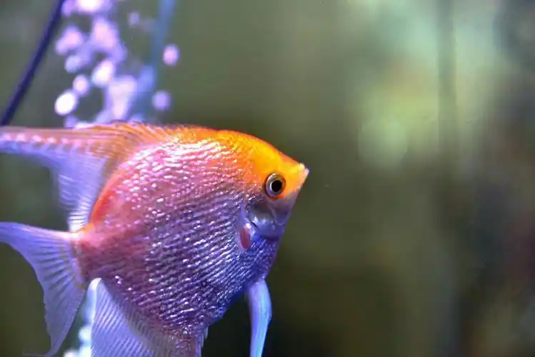 其它 20180822家里养的燕子鱼         燕子鱼是