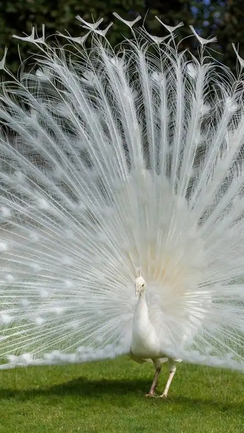 美丽的白色羽毛孔雀 iphone 壁纸