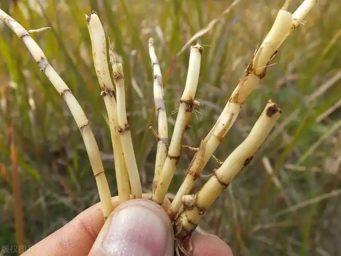 一,茅草根规模培植与野生质量存在差距;姑父介绍说