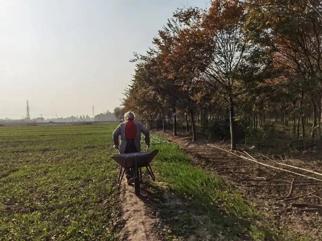 下午出去拍照 途中 远远看见一位白发老人 在树林子里拣树枝  - 抖音