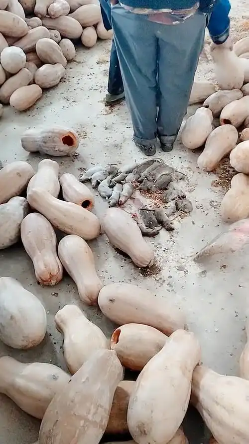 一个黄瓜一只老鼠